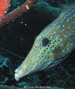 Scrawled File Fish checking things out on night dive at B... by Lisa Hinderlider 